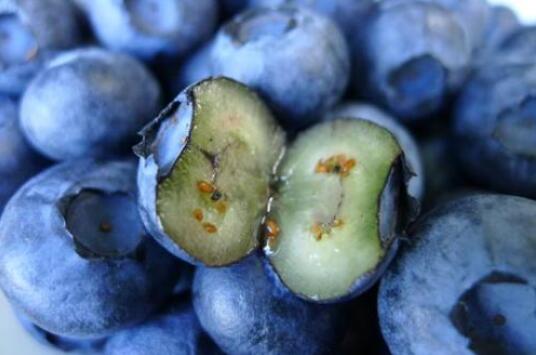 清甜爽口的蓝莓种植方法，及管理技巧