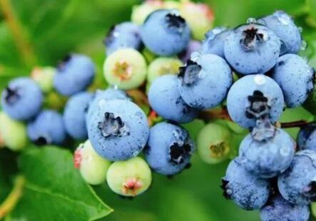 粤东蓝莓成熟期正是五一小长假好去处！
